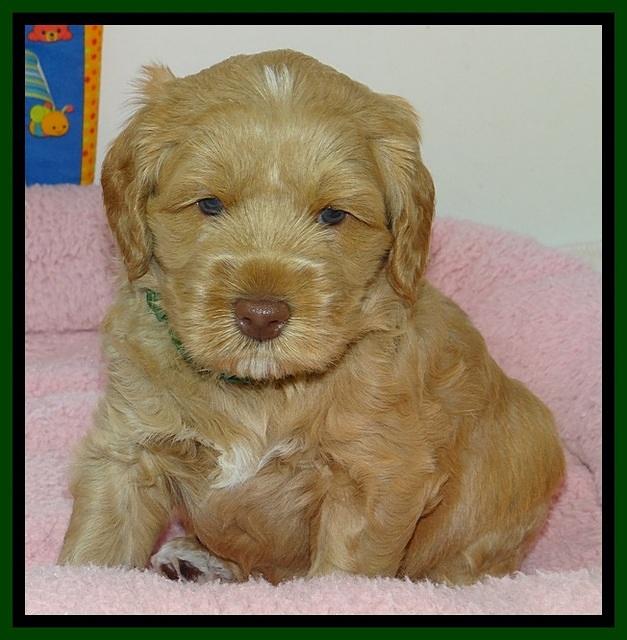 RR pups 4.2 weeks old 121