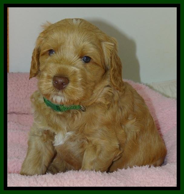 RR pups 4.2 weeks old 131