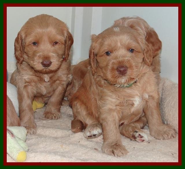 RR pups 4.2 weeks old 71