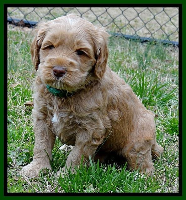 RR pups 4.5 wks old 141