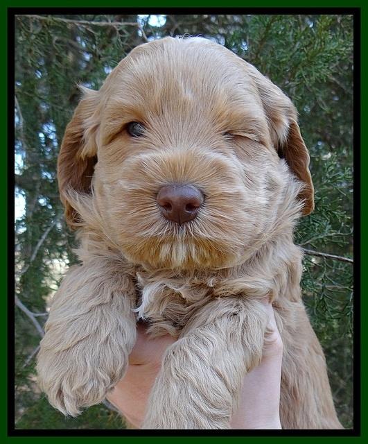 RR pups 5 wks old 71