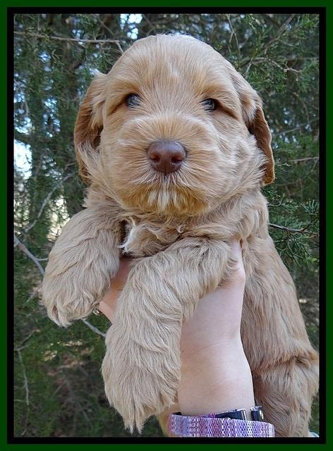 RR pups 5 wks old 81
