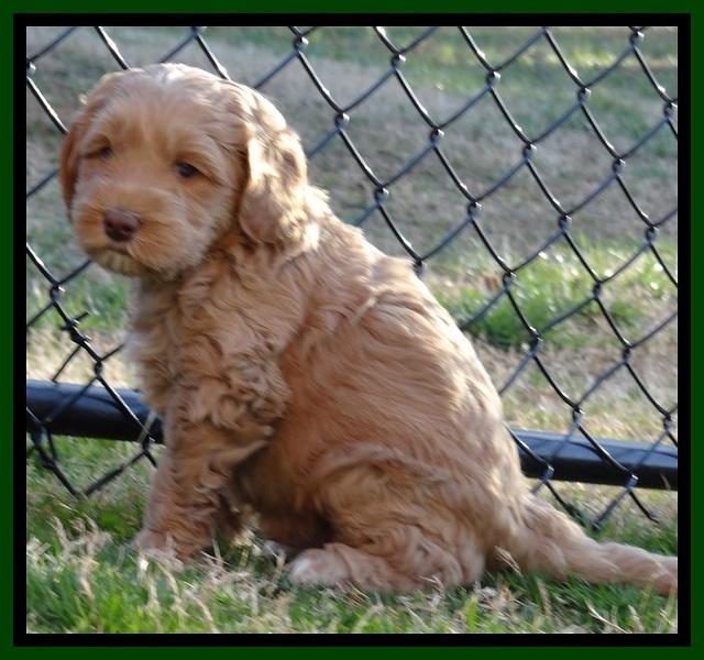 RR pups 5.5  wks old 7 1