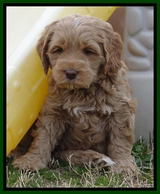 RR pups 6 wks old 11