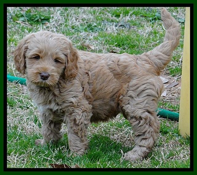 RR pups 6 wks old 12