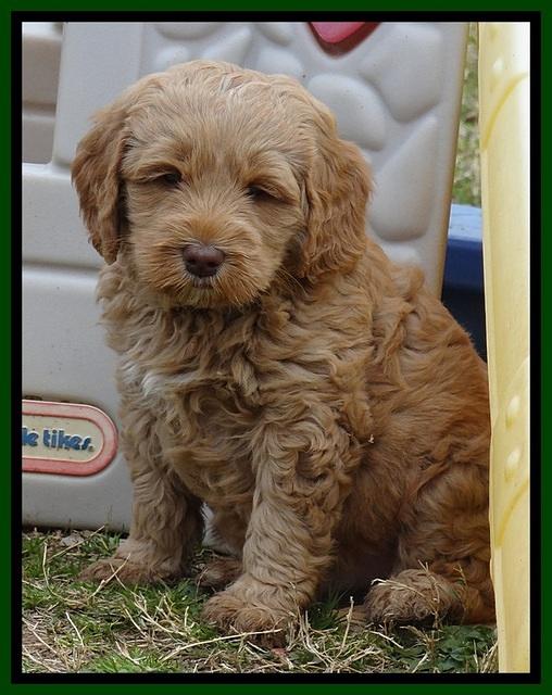 RR pups 6 wks old 22