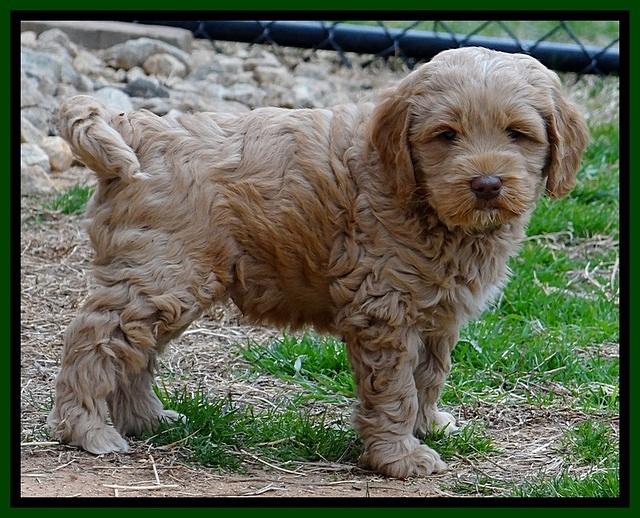 RR pups 6 wks old 32