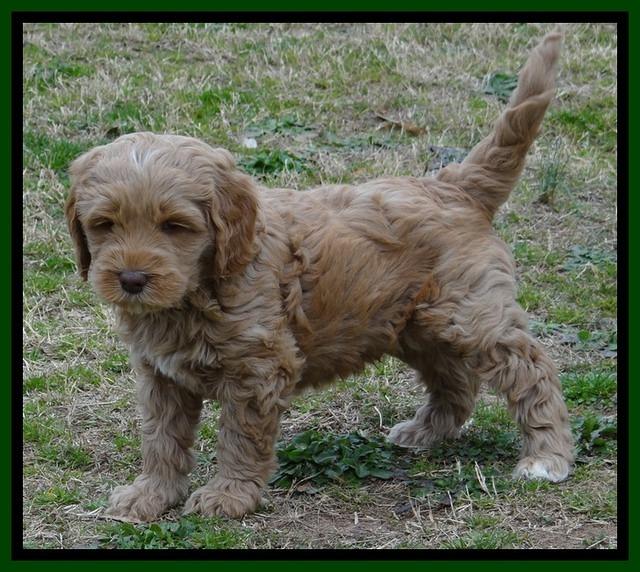 RR pups 6 wks old 42