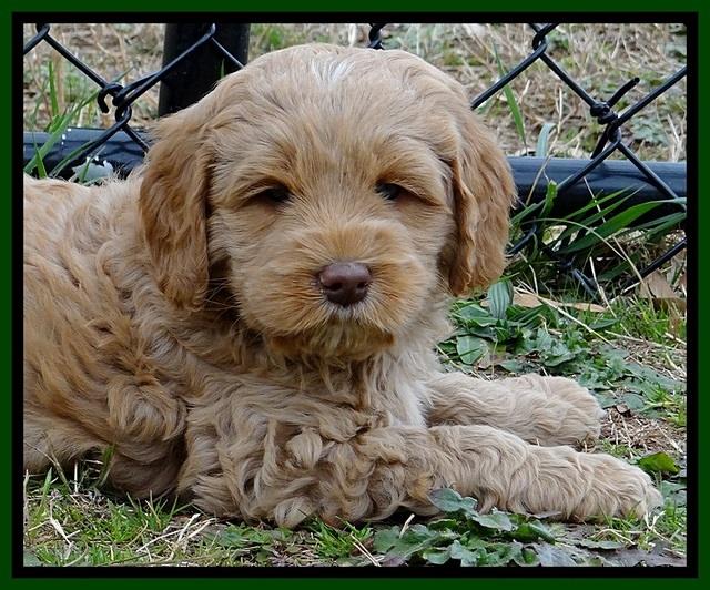 RR pups 6 wks old 52