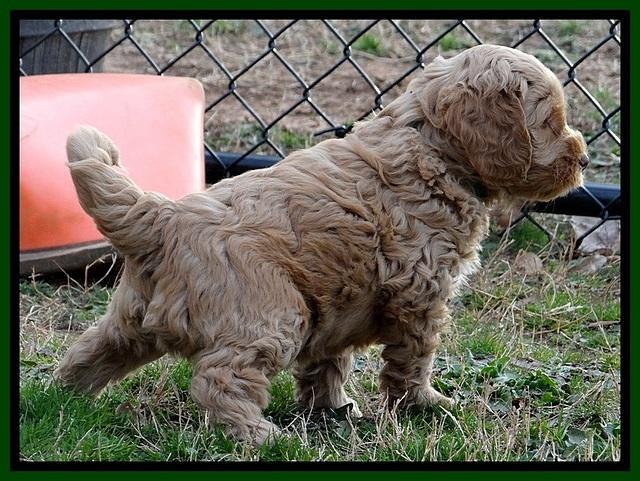 RR pups 6 wks old 61
