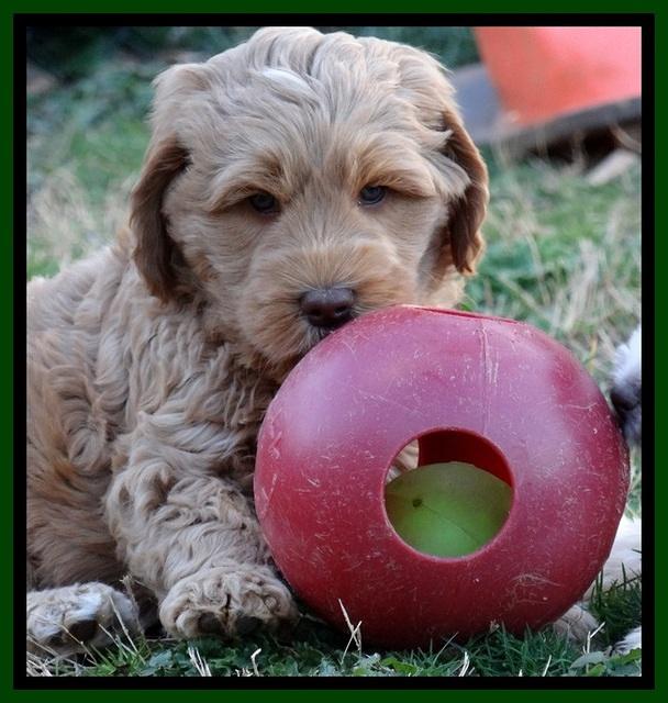 RR pups 7 wks old 101