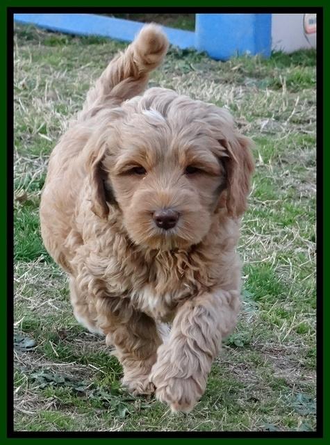 RR pups 7 wks old 31