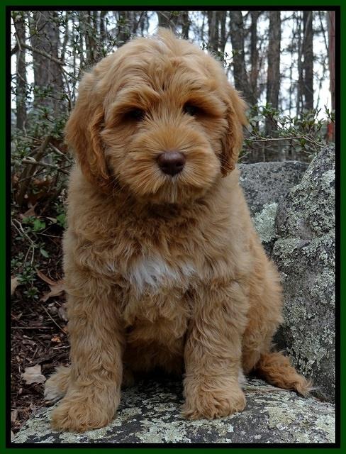 RR pups 8 wks old 150