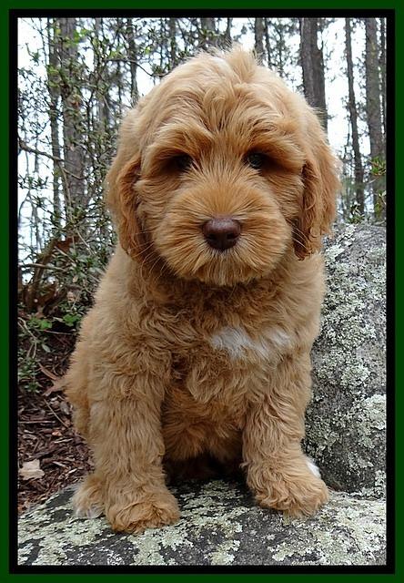 RR pups 8 wks old 200