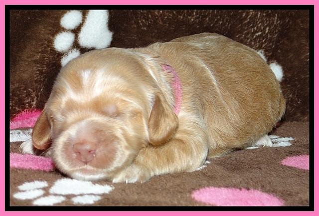 RR pups 1 week old 141