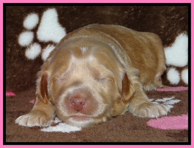 RR pups 1 week old 171