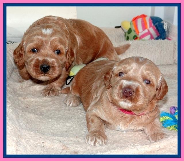 RR pups 2. 8 wks old181