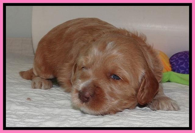 RR pups 2. 8 wks old191