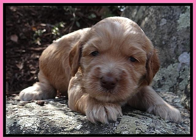 RR pups 3 weeks old 131