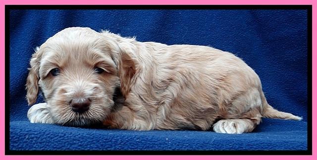 RR pups 4 weeks old 271