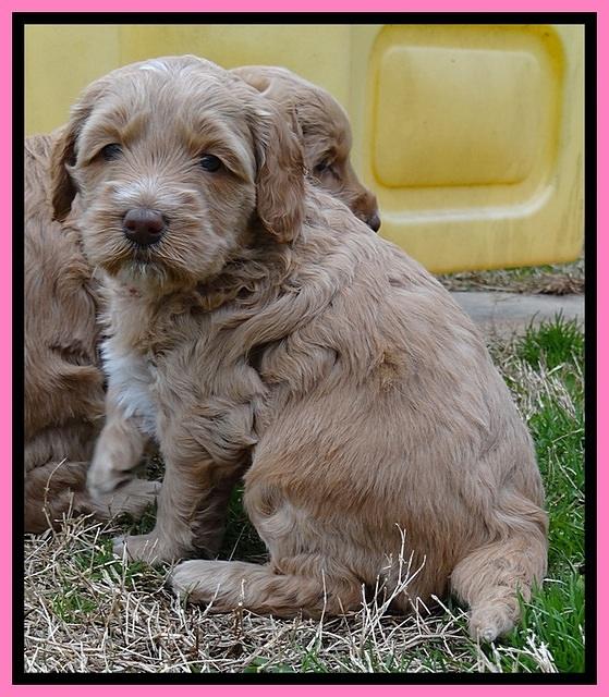 RR pups 4.5 wks old 131