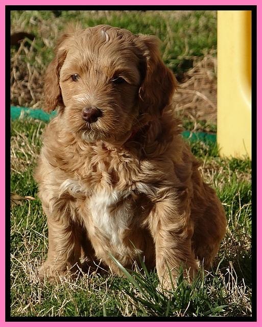 RR pups 5.5  wks old 1 1