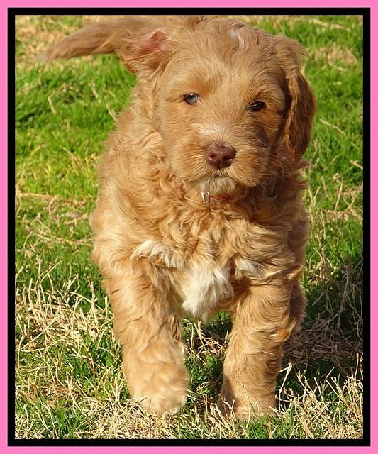 RR pups 5.5  wks old 14 1