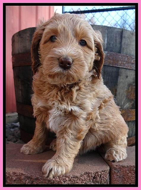 RR pups 5.5  wks old 3 1