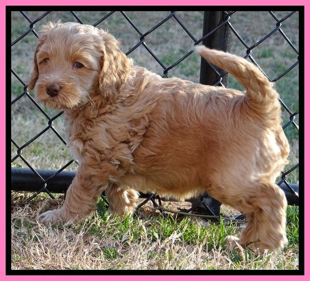 RR pups 5.5  wks old 4 1