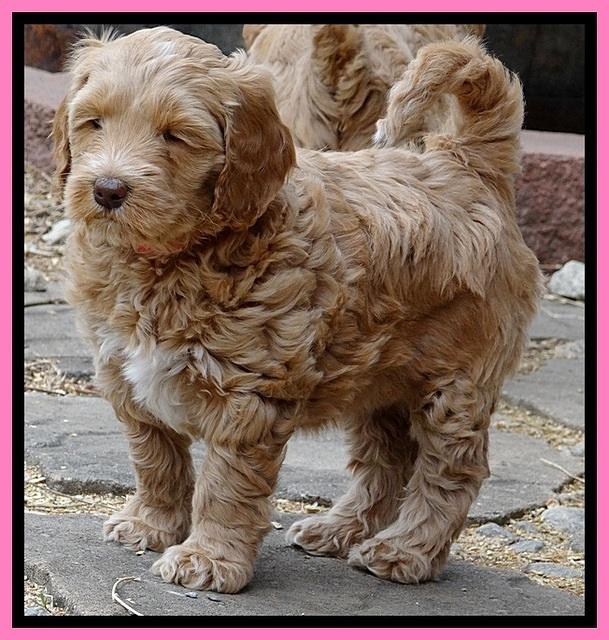 RR pups 6 wks old 122