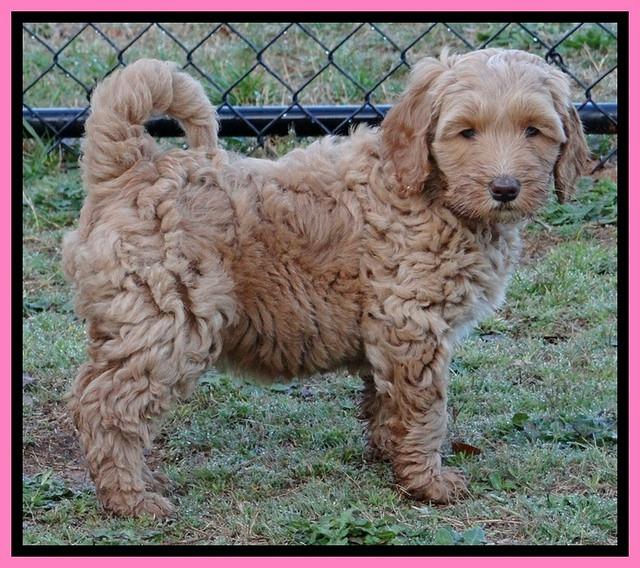 RR pups 7 wks old 112