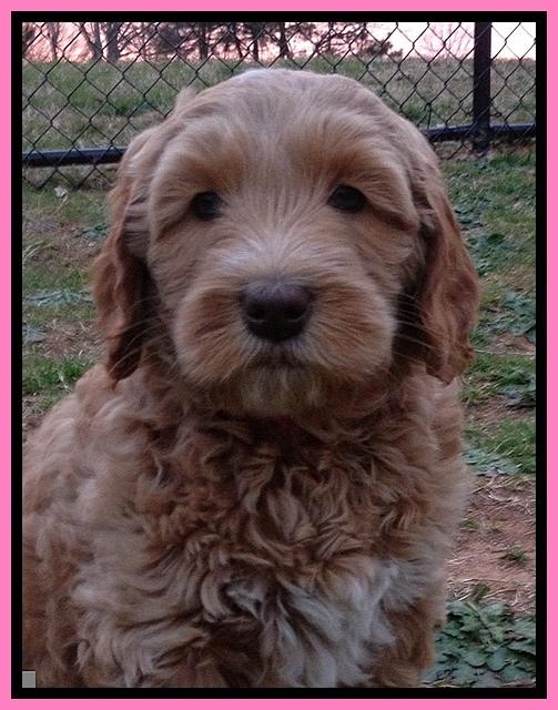 RR pups 7 wks old 161