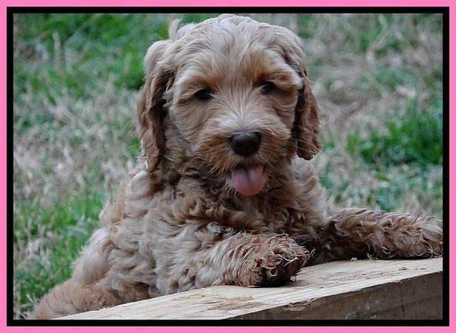 RR pups 7 wks old 181