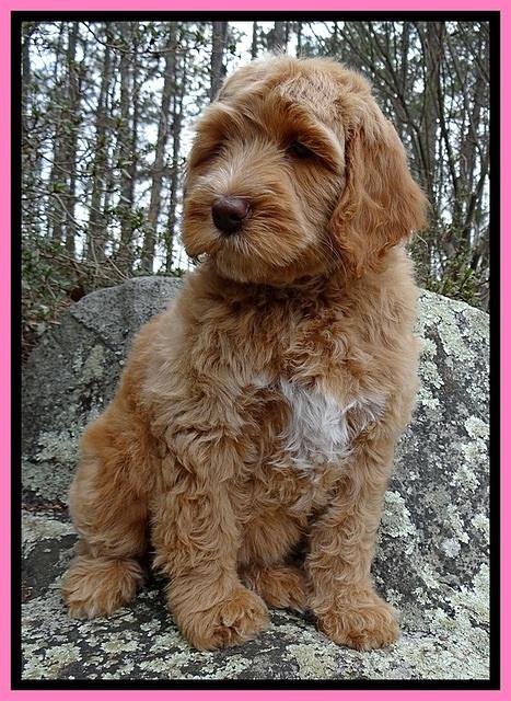 RR pups 8 wks old 140