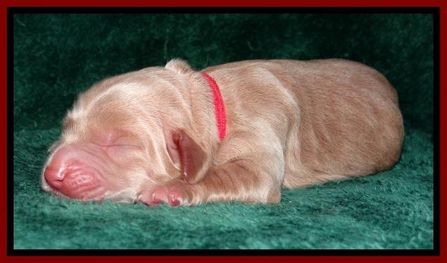 RR one day old 51