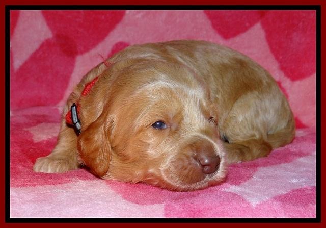 RR pups 2 wks old 101