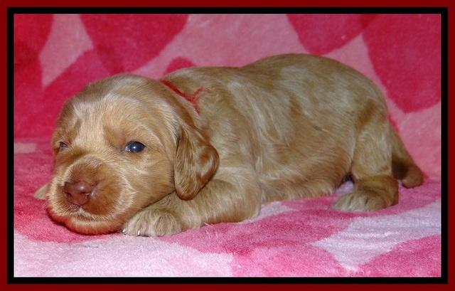 RR pups 2 wks old 91