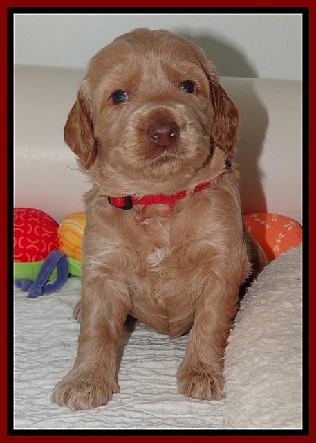 RR pups 2. 8 wks old21