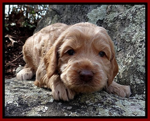 RR pups 3 weeks old 41