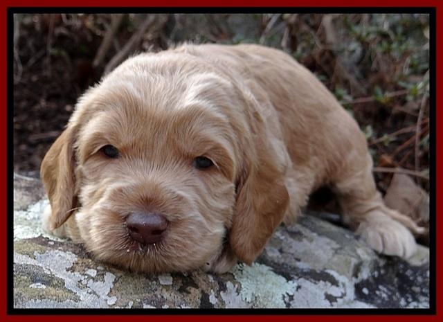 RR pups 3 weeks old 61