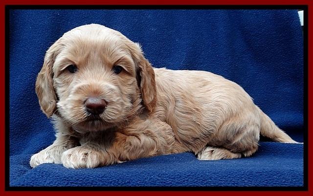 RR pups 4 weeks old 101