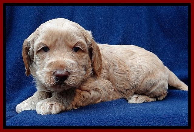 RR pups 4 weeks old 111