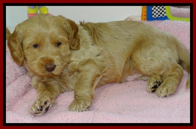 RR pups 4.2 weeks old 141