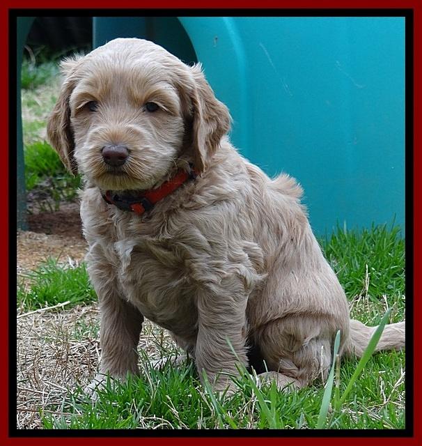 RR pups 4.5 wks old 21