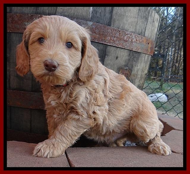 RR pups 5.5  wks old 10 1