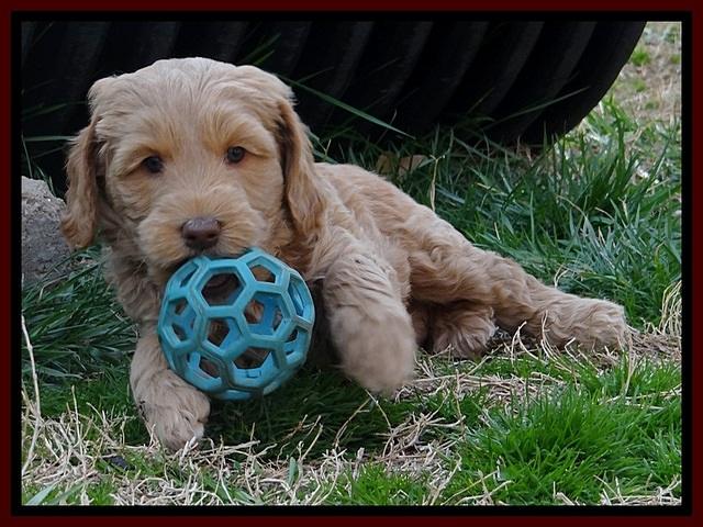 RR pups 6 wks old 251