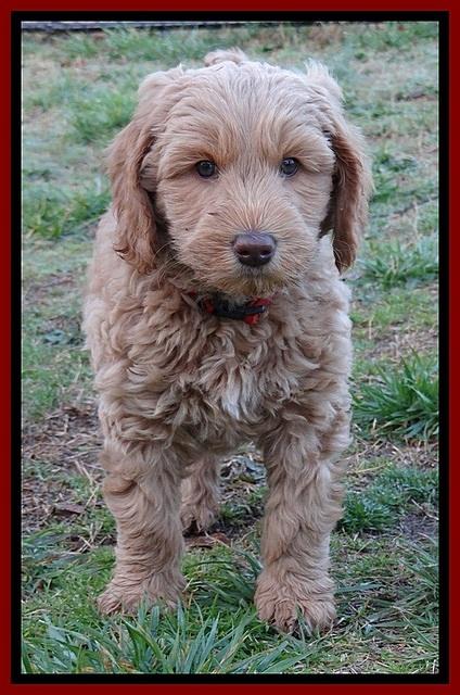 RR pups 7 wks old 102