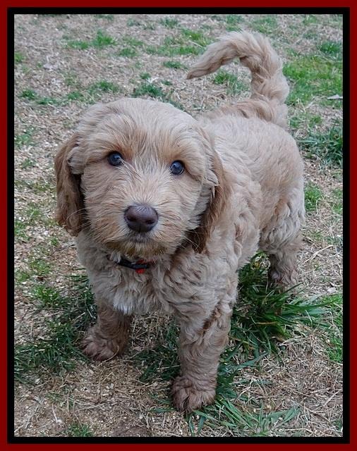 RR pups 7 wks old 251