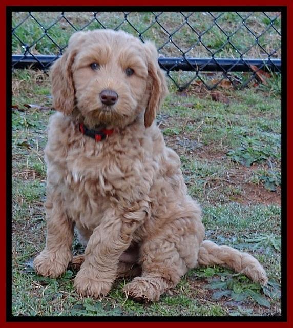 RR pups 7 wks old 82