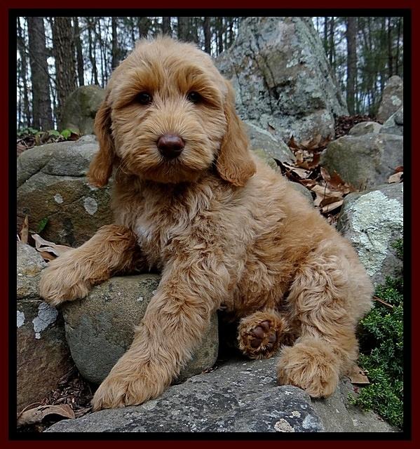 RR pups 8 wks old 90